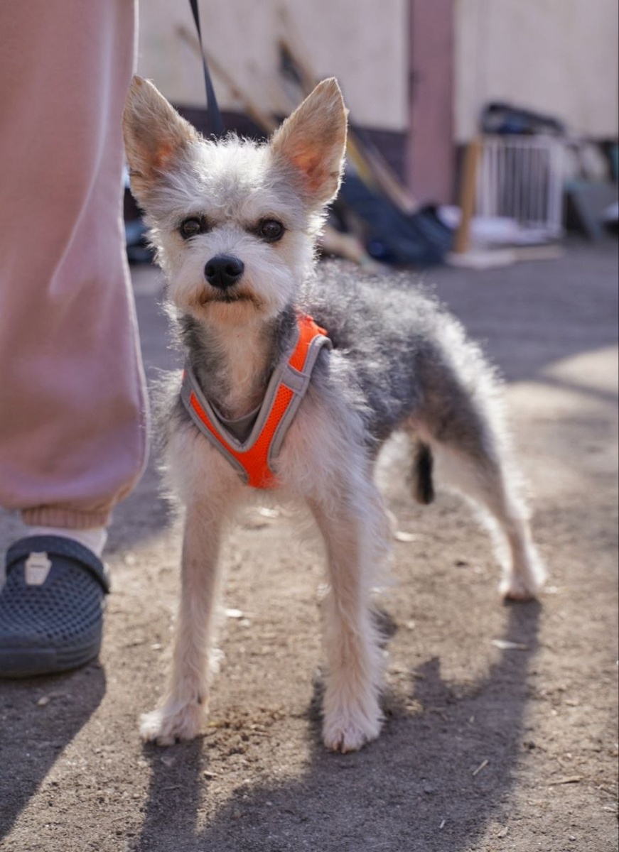 Маленькая собачка из приюта Домик Мелкашей ищет дом. Приют по адресу МО, Балашиха, Кучино, ул. Юннатов