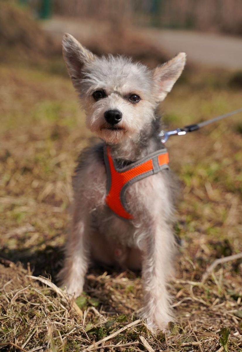 Маленькая собачка из приюта Домик Мелкашей ищет дом. Приют по адресу МО, Балашиха, Кучино, ул. Юннатов