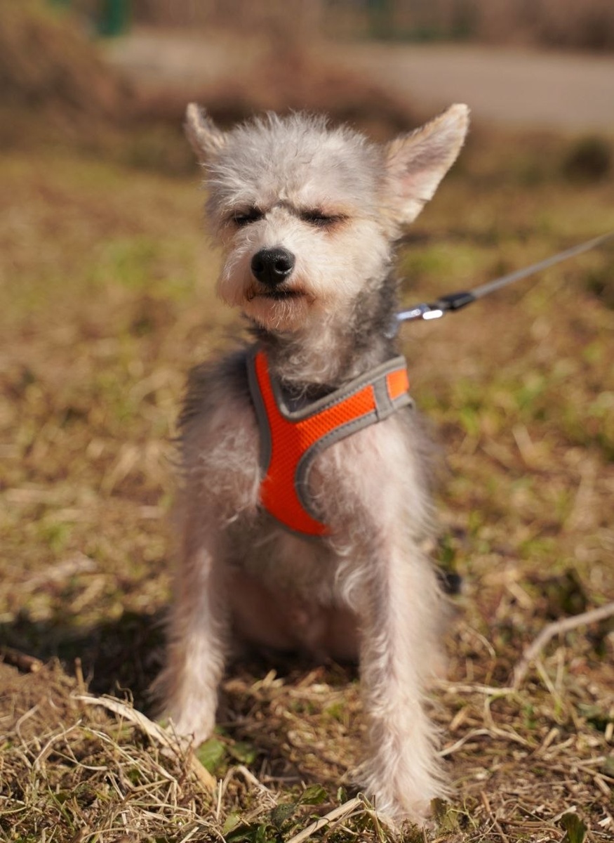 Маленькая собачка из приюта Домик Мелкашей ищет дом. Приют по адресу МО, Балашиха, Кучино, ул. Юннатов