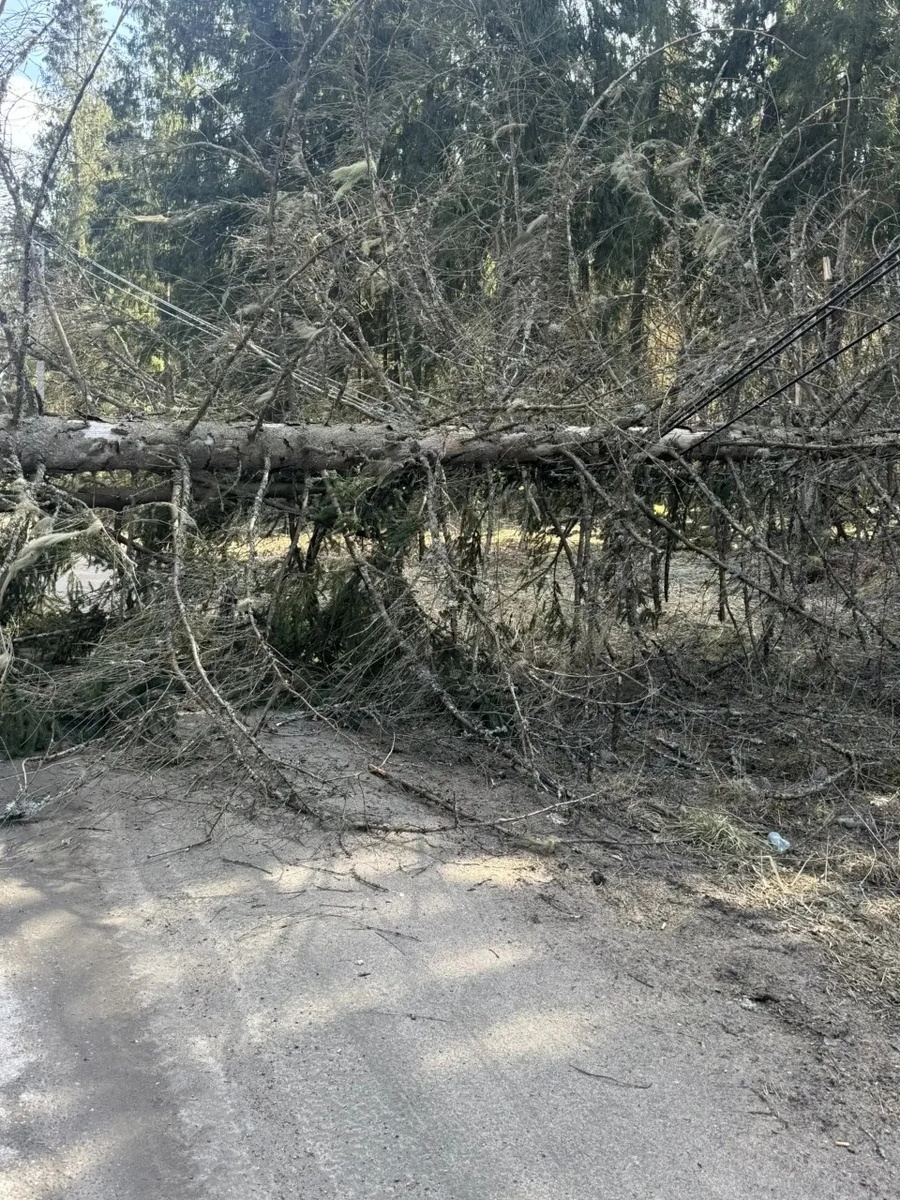 Дерево упало на дорогу. 