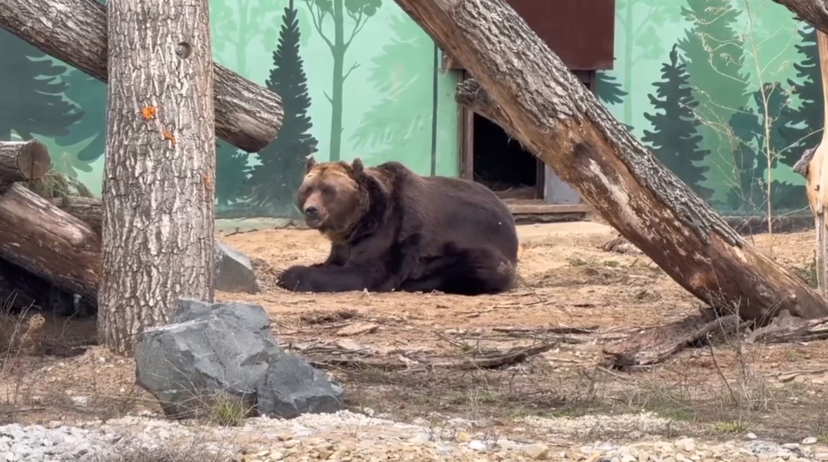    Скриншот видео ГКАУК "Пермский зоопарк"