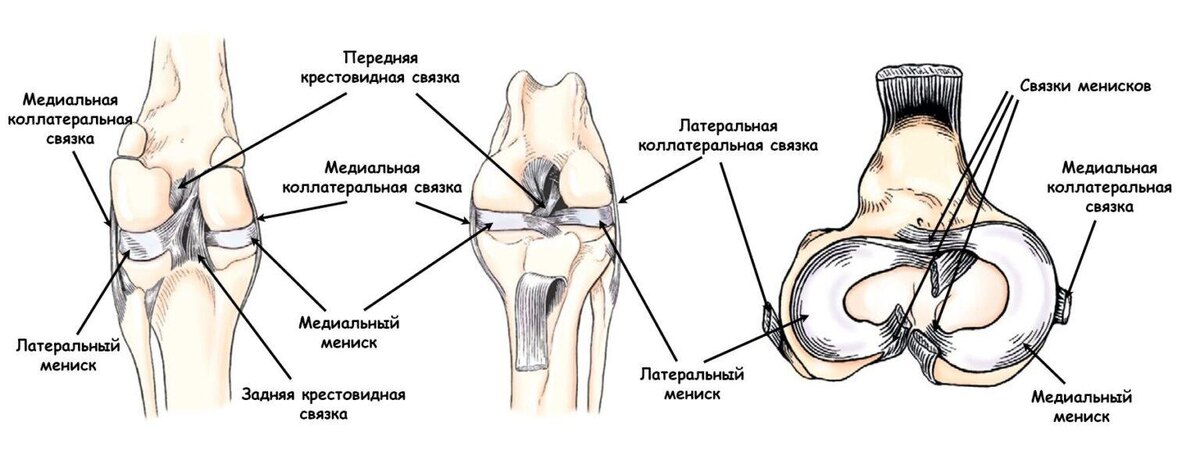 на изображении показана анатоми коленного сустава