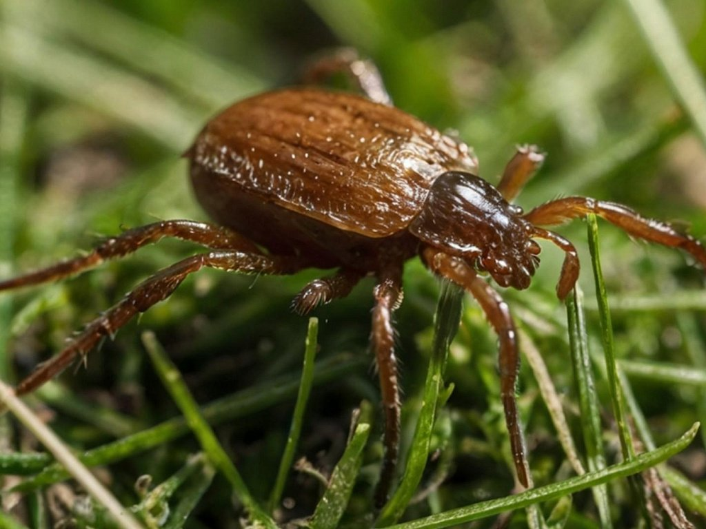 Обработка клещей в Санкт-Петербурге и Ленинградской области
