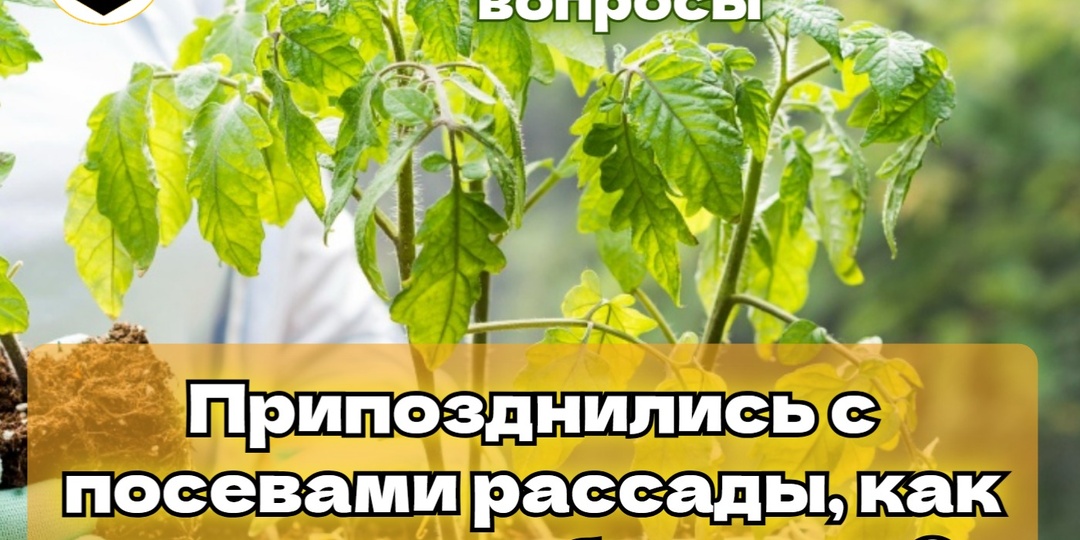 Припозднились с посевами рассады, что делать? 5 простых шагов, которые помогут вырастить быстрее.