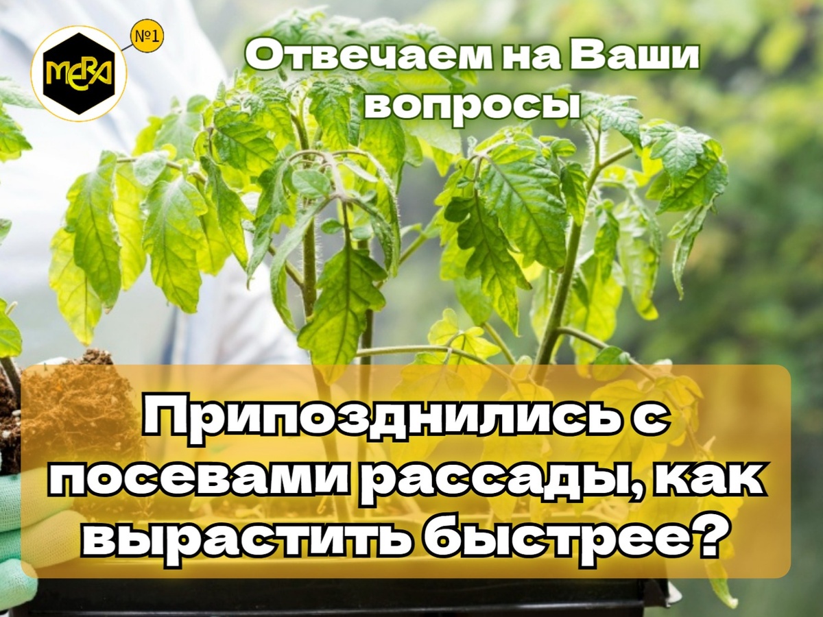 Припозднились с посевами рассады, что делать? 5 простых шагов, которые помогут вырастить быстрее.