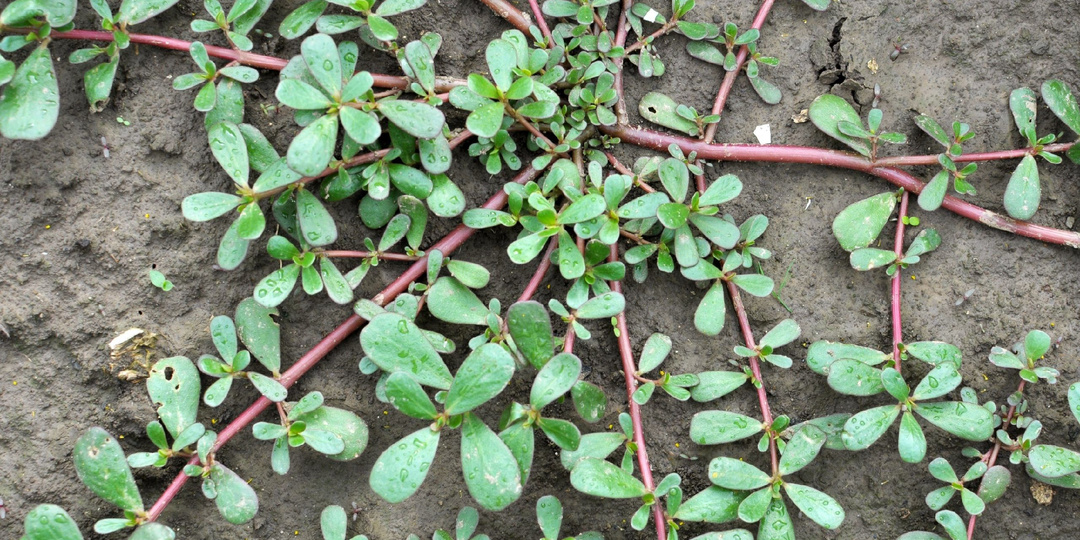 Портулак: как я победила "мясистого захватчика" на своём огороде