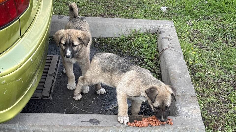 Суворовский