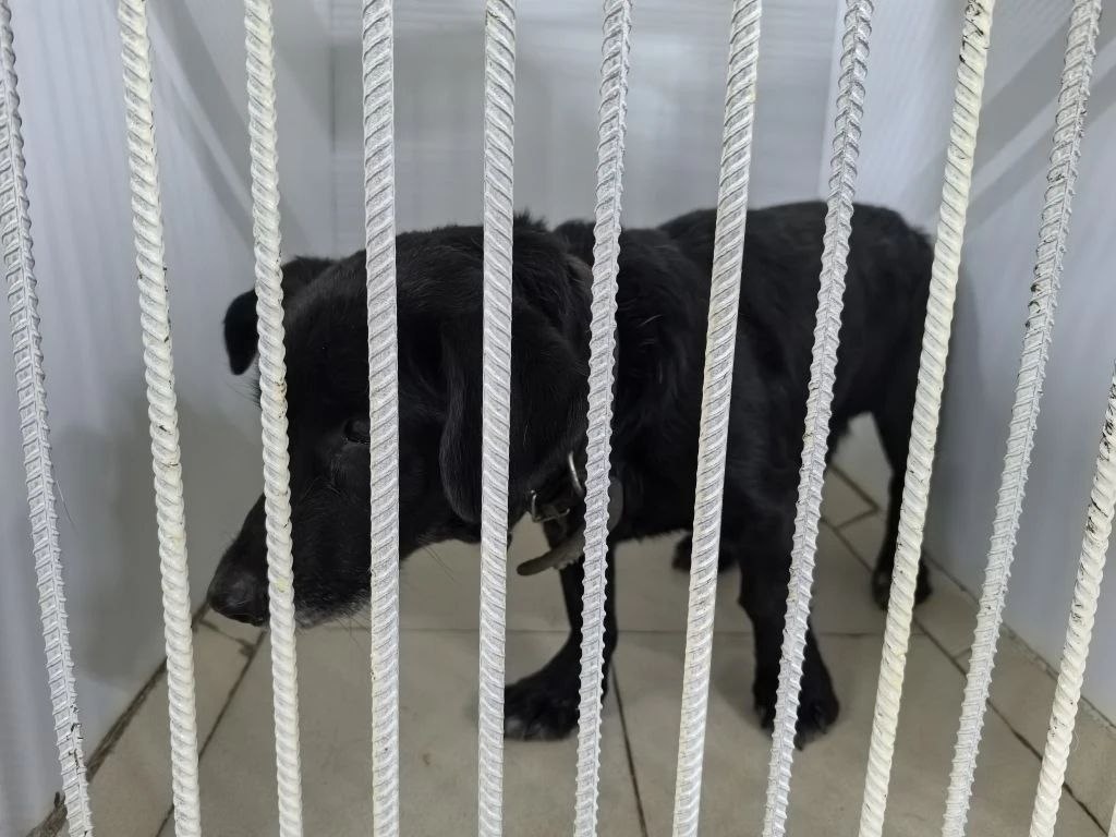 Новый житель приюта Ананда. Возрастной пёсик, слепой и грухой, в ошейнике, судя по всему хозяева от него избавились из-за возраста и болезней. Сейчас пёсик находится в вет.блоке приюта, на карантине