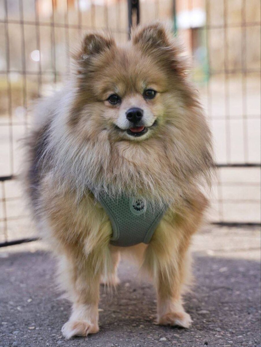 Маленькая собачка из приюта Домик Мелкашей ищет дом. Приют по адресу МО, Балашиха, Кучино, ул. Юннатов