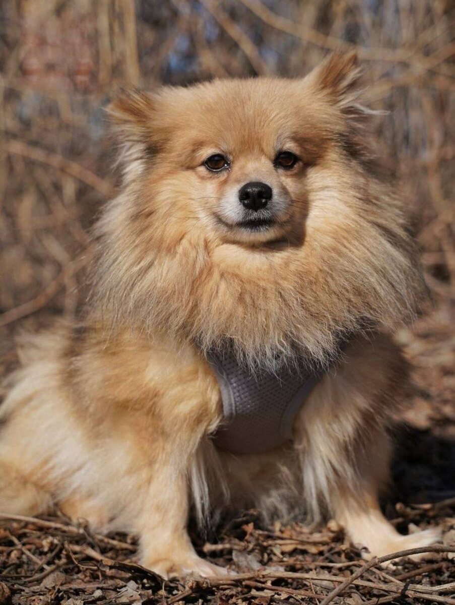 Маленькая собачка из приюта Домик Мелкашей ищет дом. Приют по адресу МО, Балашиха, Кучино, ул. Юннатов