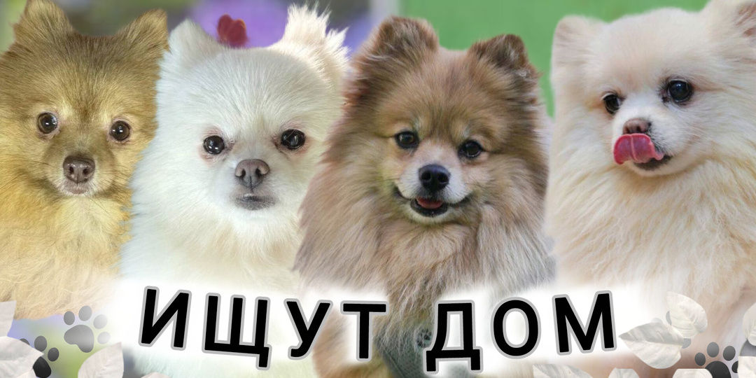Шпицульки красотульки ищут дом! Приезжайте в Домик Мелкашей и подарите приютской собачке свою любовь❤️