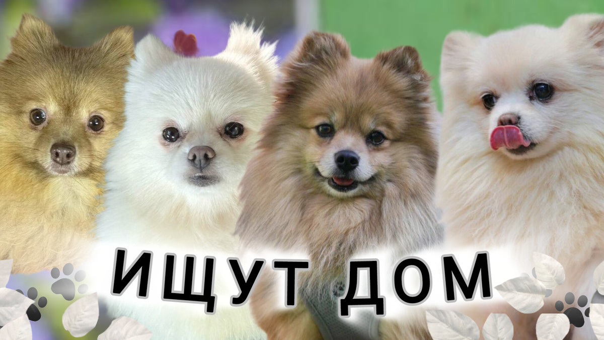 Маленькие собачки шпицы из приюта Домик Мелкашей ищут дом и семью в Москве и МО