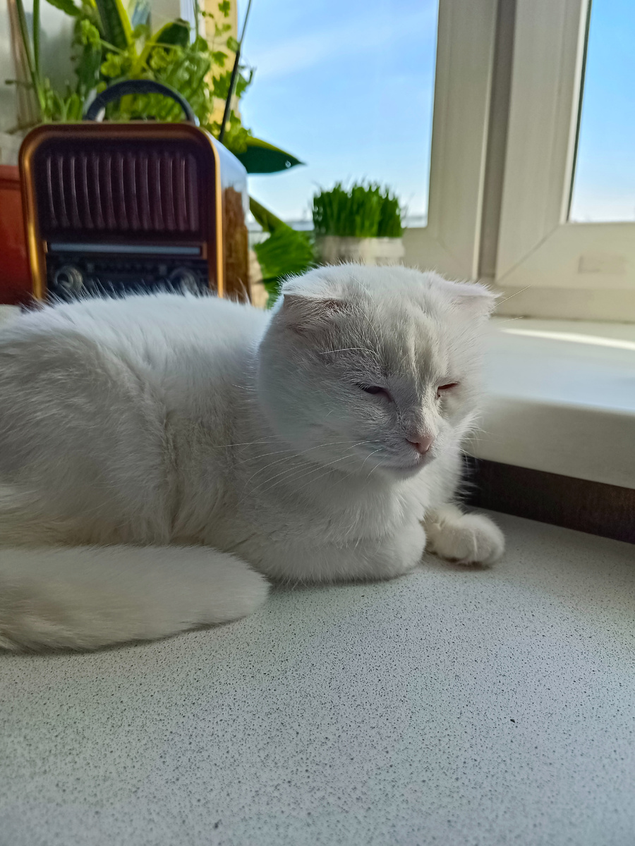 Сморщенная Азурка. Меня увидела с таблетками. Фото автора.