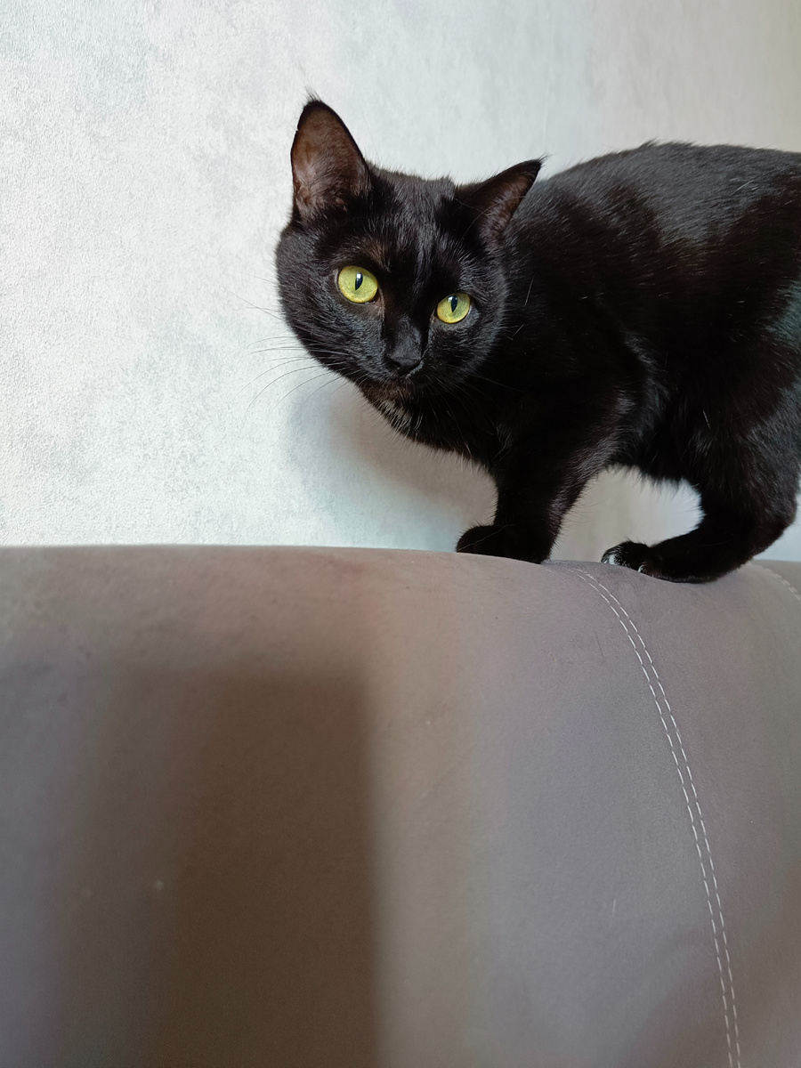 Веня - красотка с глазами хамелеонами и носиком пятачком. Фото автора.