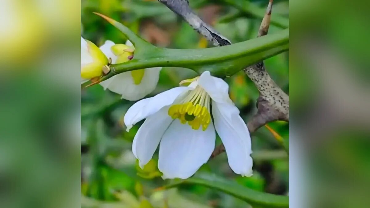    Фото t.me/japanese_park_krd