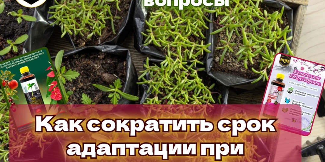 💪Возможно ли сократить срок адаптации при пересадке на постоянное место роста? 6 шагов.