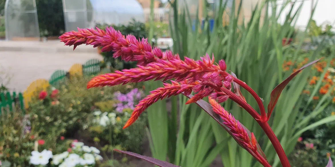 Освежите свой сад: 10 трендовых растений 2026-го, которые решат проблему «скучных клумб»