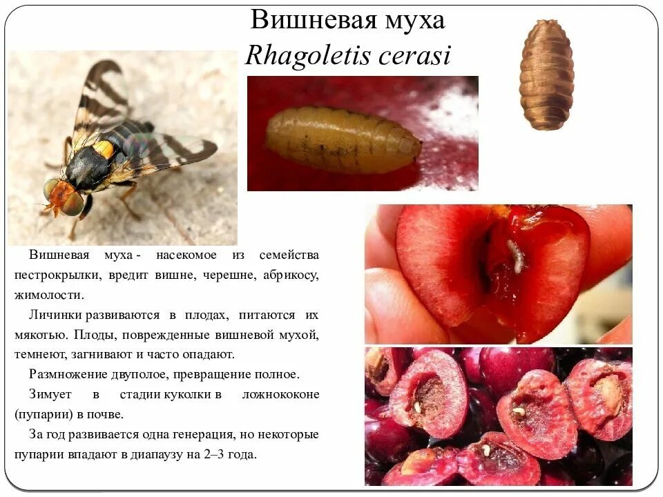 Заказать услуги Агрономов по опрыскиванию плодовых деревьев от вредителей и болезней в Москве и МО по т  8 495 669 52 23 или на сайте http://obrabotka-sada.ru