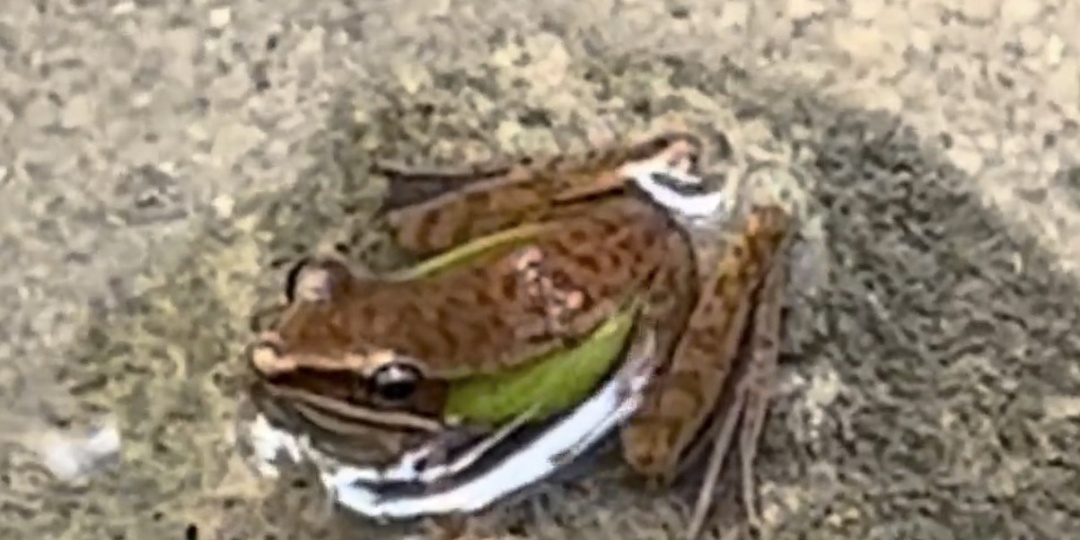 Жизненный цикл лягушки своими глазами