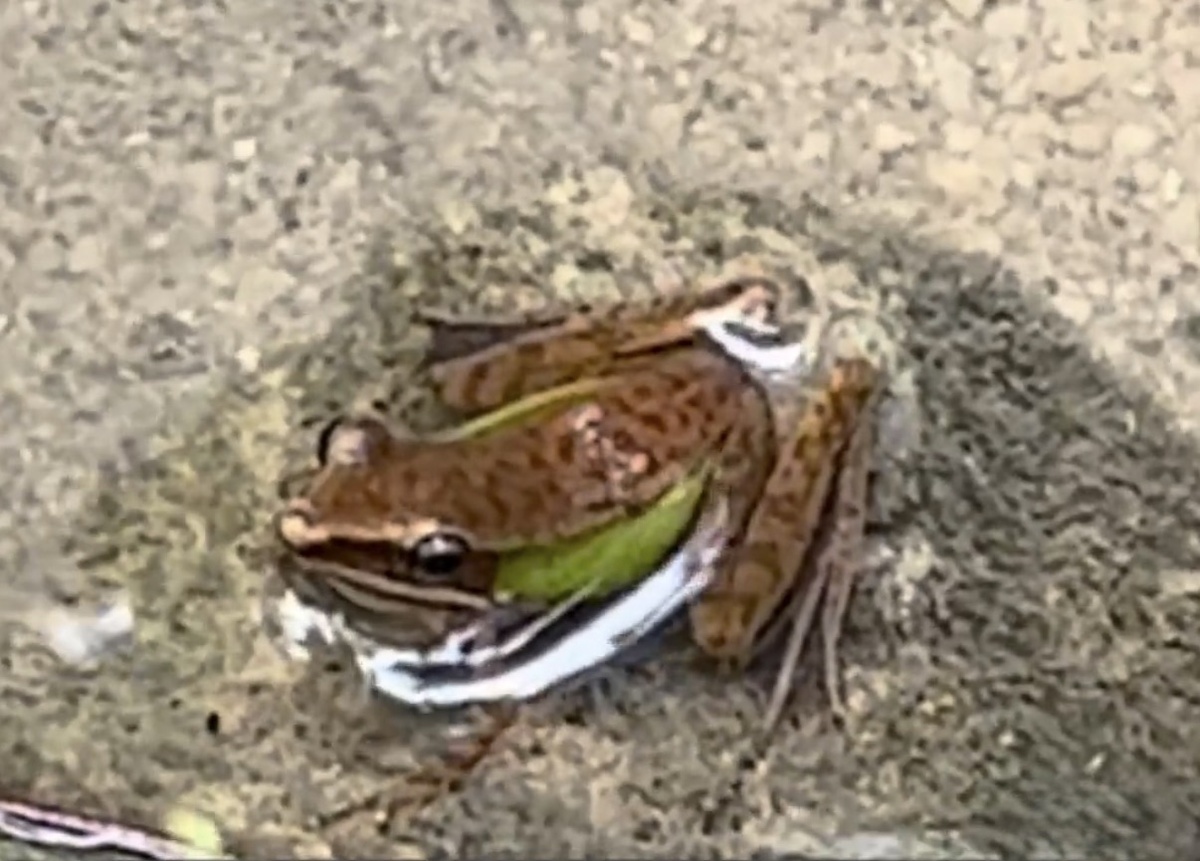 Какие длинные задние лапы!