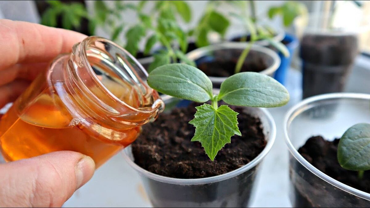 Подкормка огурцов