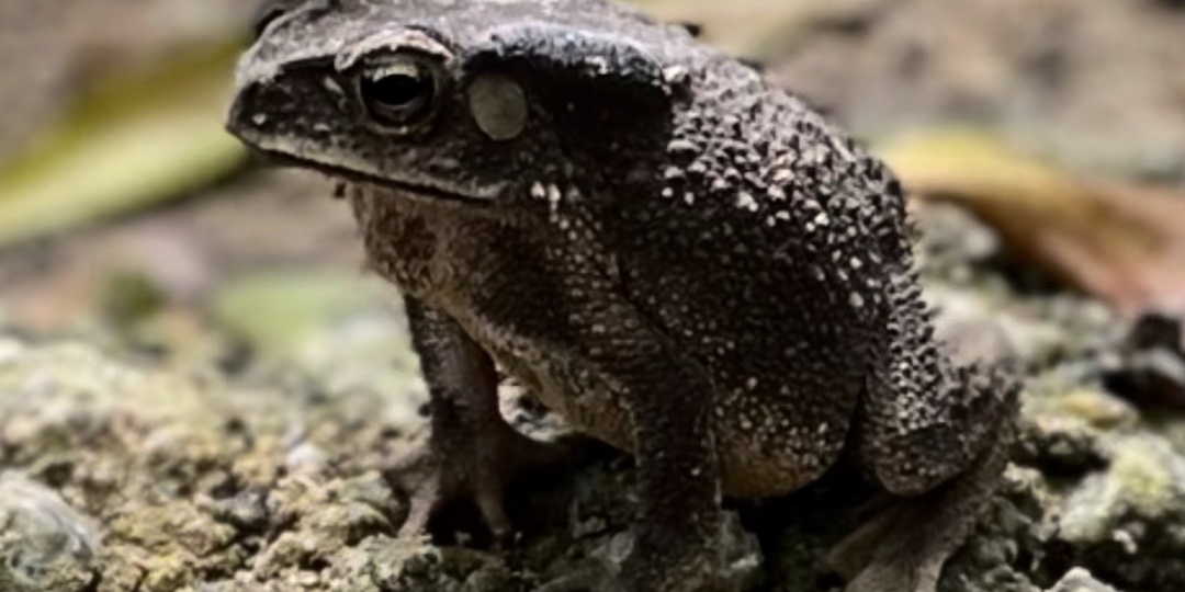 Жаба, которая оказалась фотомоделью