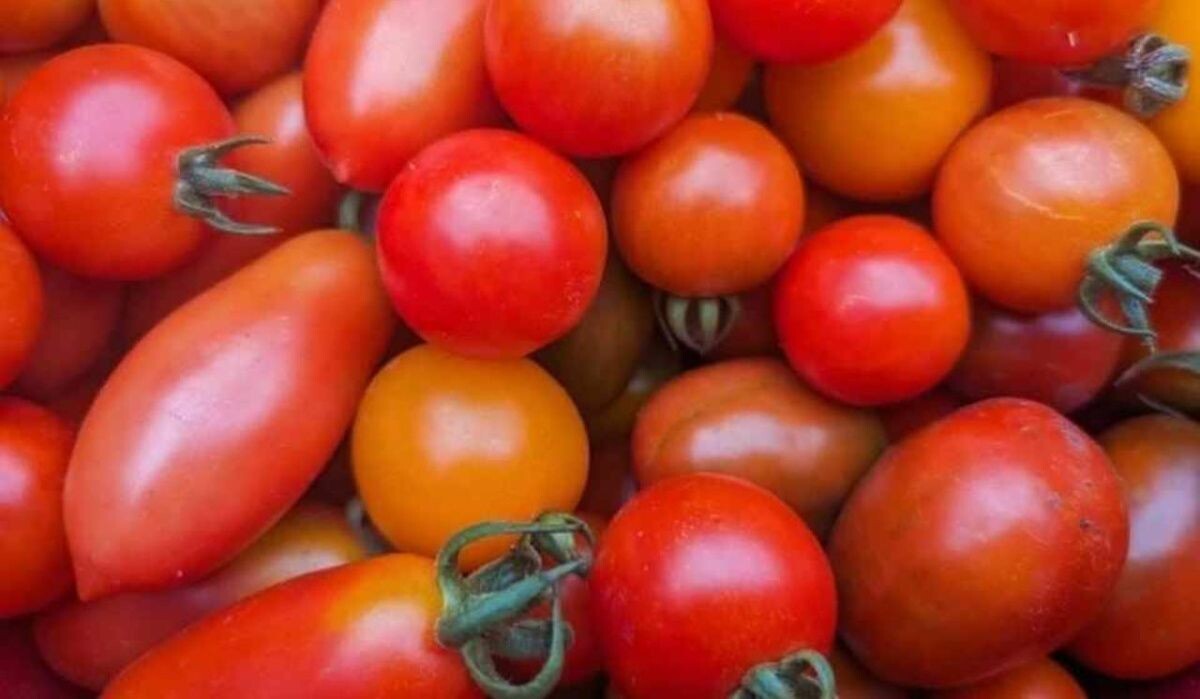     Помидоры. Источник: omsk.kp.ru Автор фото: Даниил Опарин