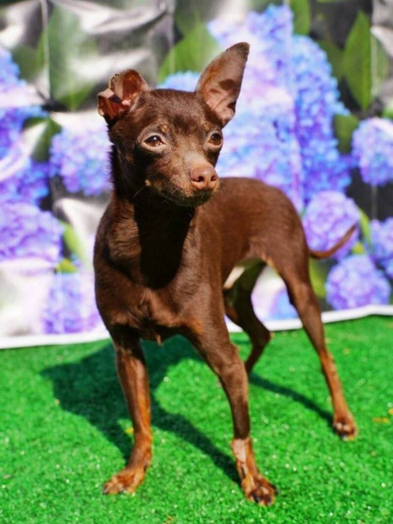 Маленькая собачка из приюта Домик Мелкашей ищет дом. Приют по адресу МО, Балашиха, Кучино, ул. Юннатов