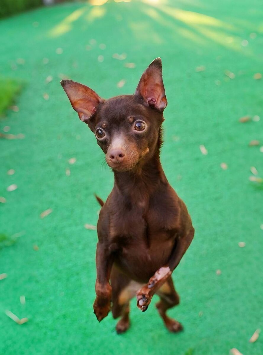 Маленькая собачка из приюта Домик Мелкашей ищет дом. Приют по адресу МО, Балашиха, Кучино, ул. Юннатов