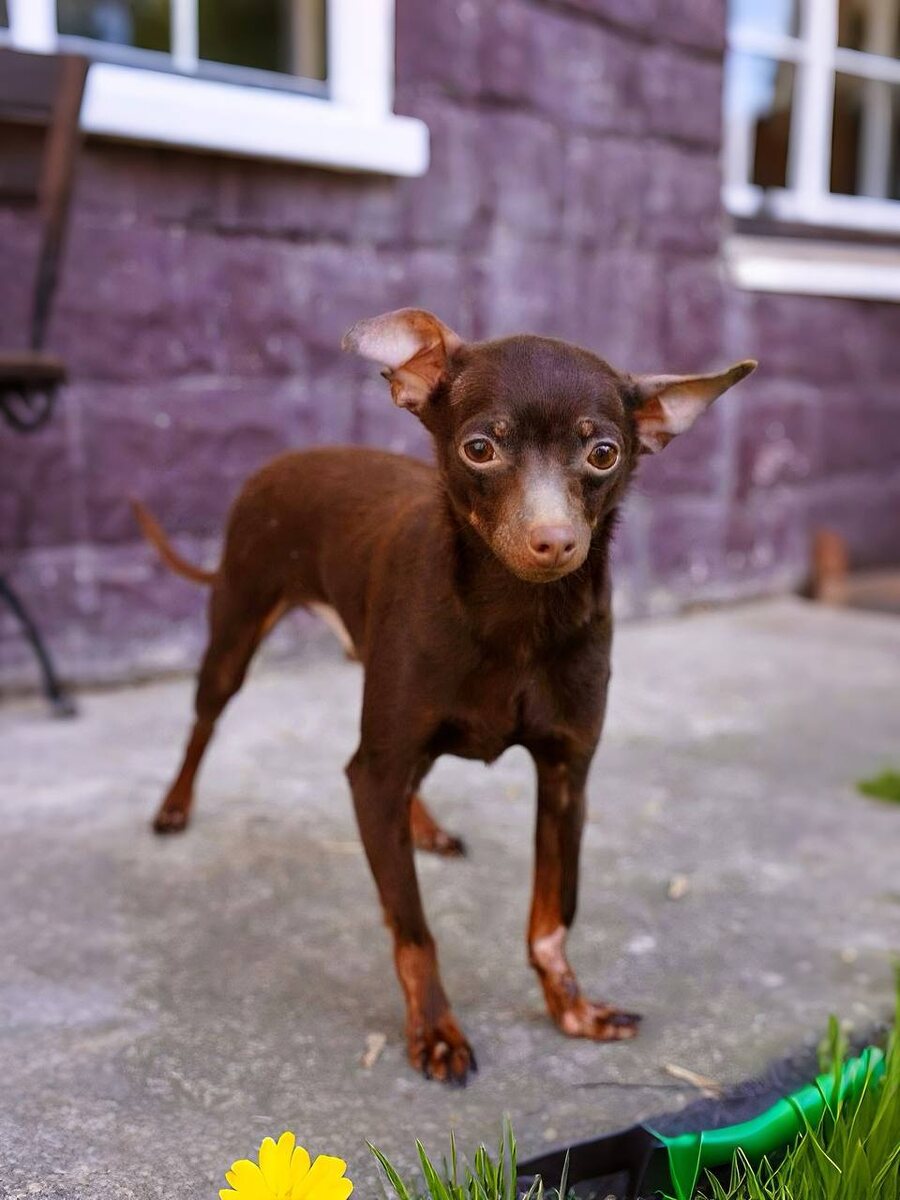 Маленькая собачка из приюта Домик Мелкашей ищет дом. Приют по адресу МО, Балашиха, Кучино, ул. Юннатов