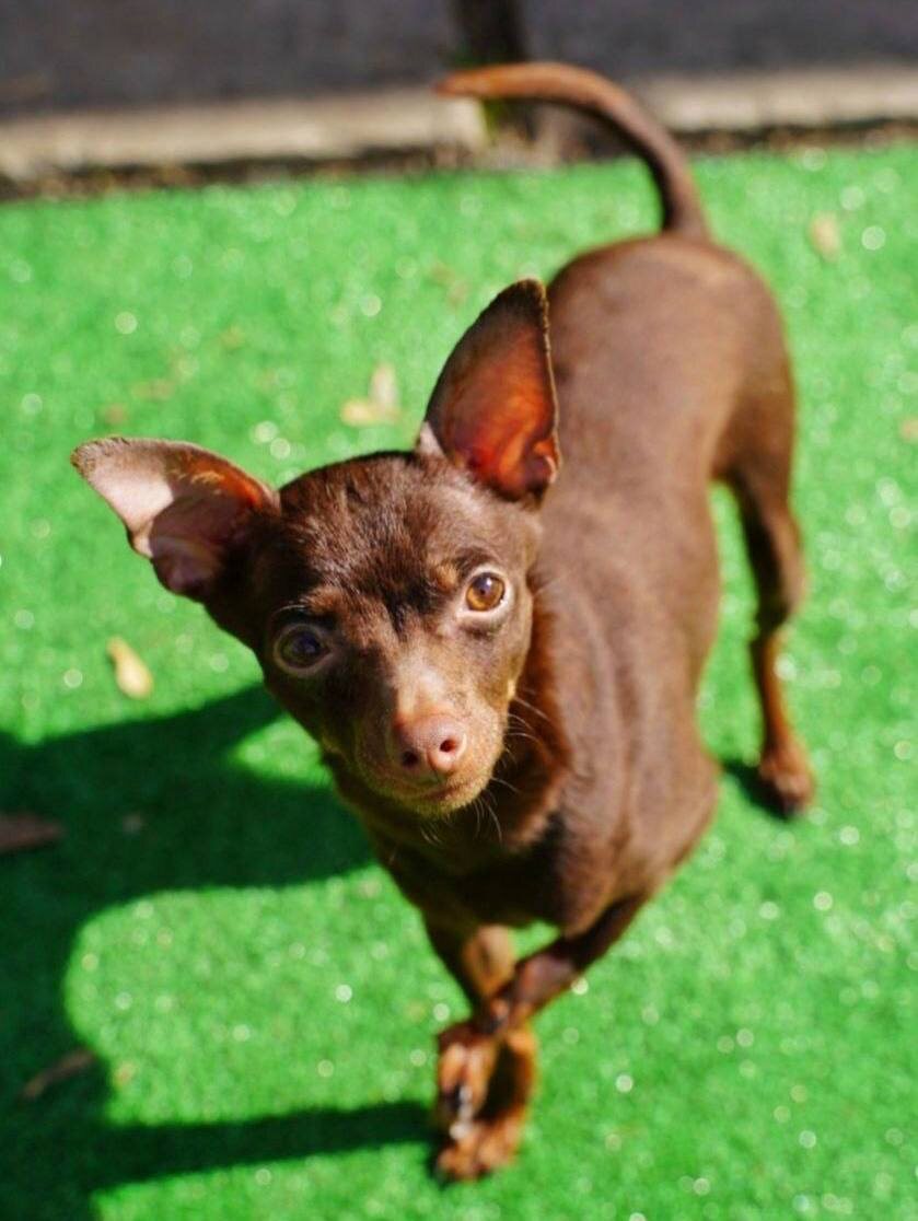 Маленькая собачка из приюта Домик Мелкашей ищет дом. Приют по адресу МО, Балашиха, Кучино, ул. Юннатов