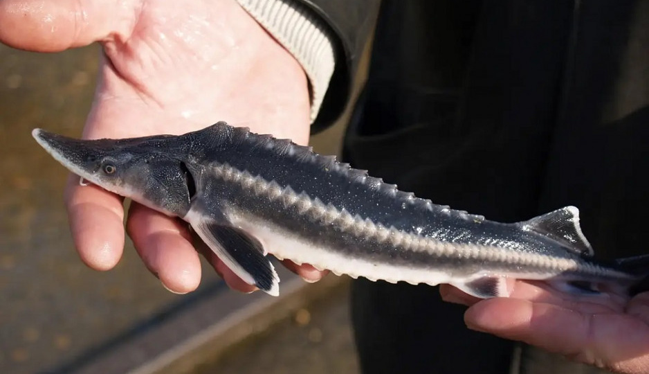 В Ростовской области в Дон предложили выпускать рыбу, исчезнувшую 100 лет назад