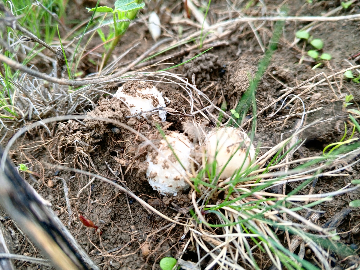 Навозник белый. Фото авторов