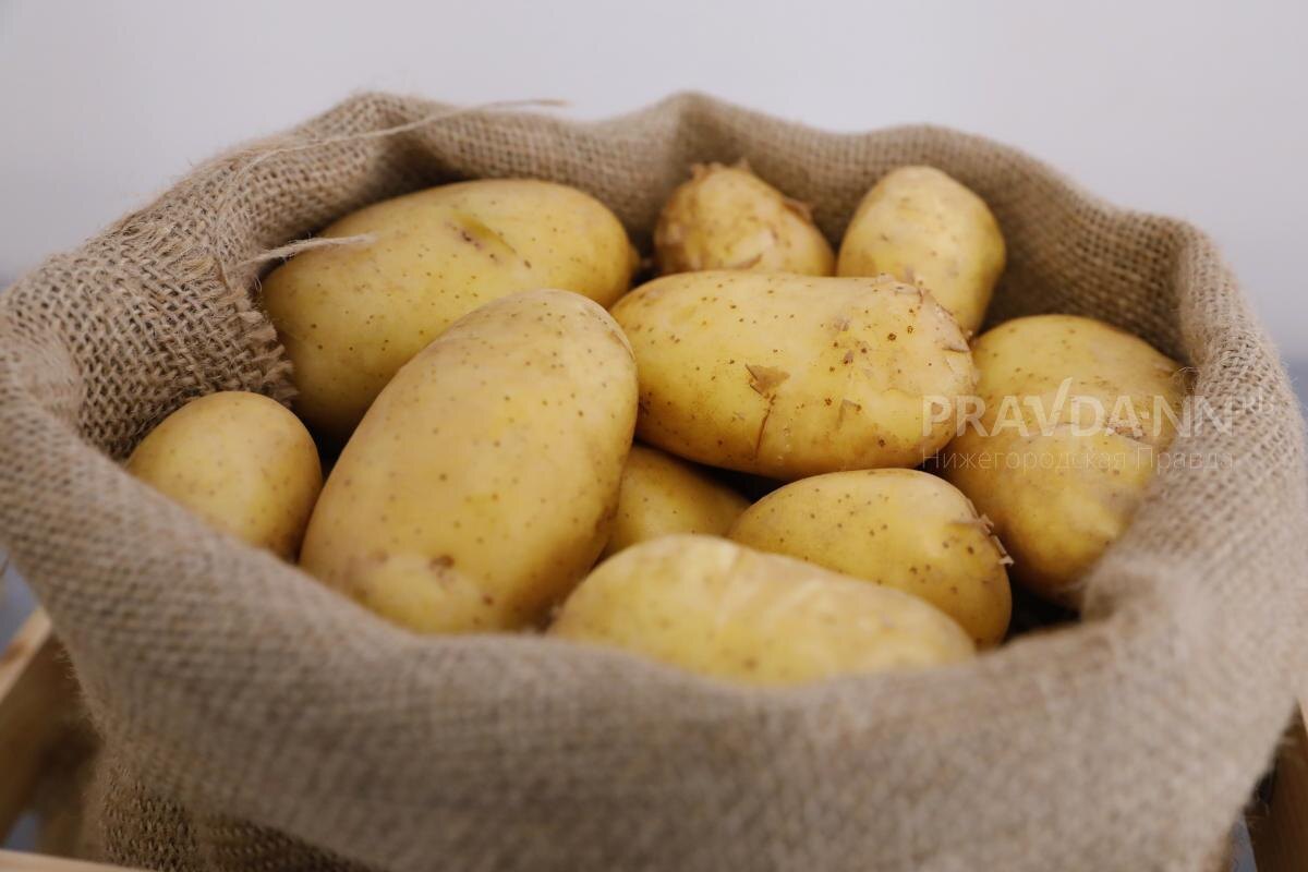    Плановые показатели урожая останутся примерно на уровне прошлого года