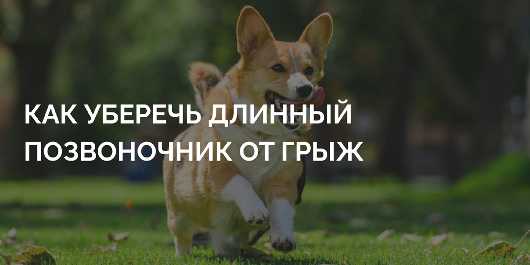 Корги: милые попы, короткие лапки и огромная угроза паралича. О чем молчат заводчики?