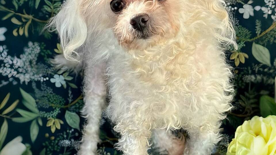 Хризантема ИЩЕТ ХОЗЯИНА! Присмотритесь к обаятельной кудряшке и подарите дом этой приютской крохе💕