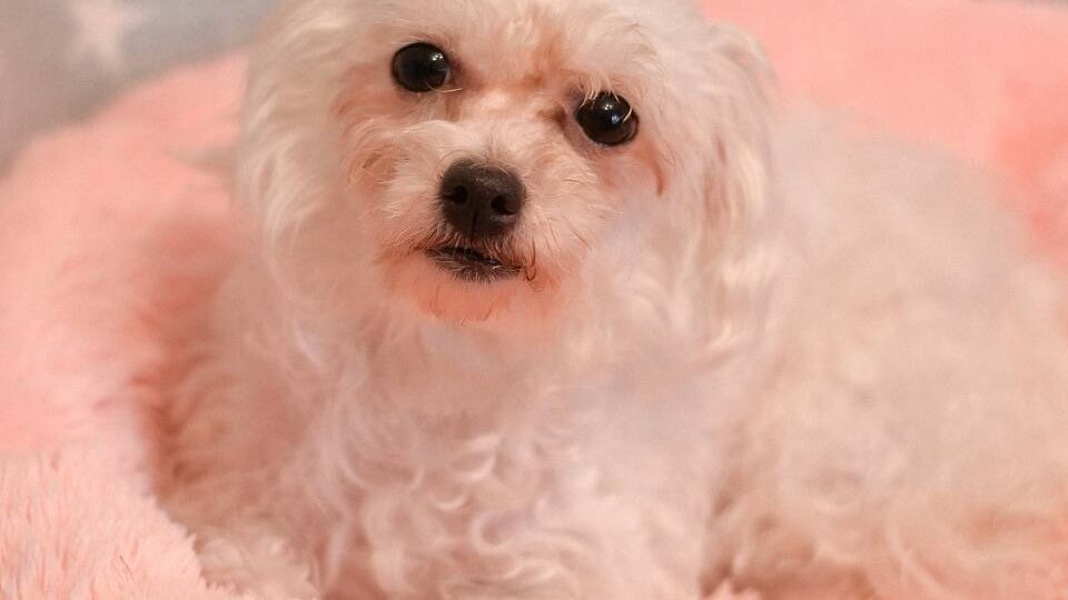 ИЩЕТ ДОМ Преданность — маленькая собачка, застывшая между прошлым без любви и будущим, в котором она наконец-то станет чьей-то❤️