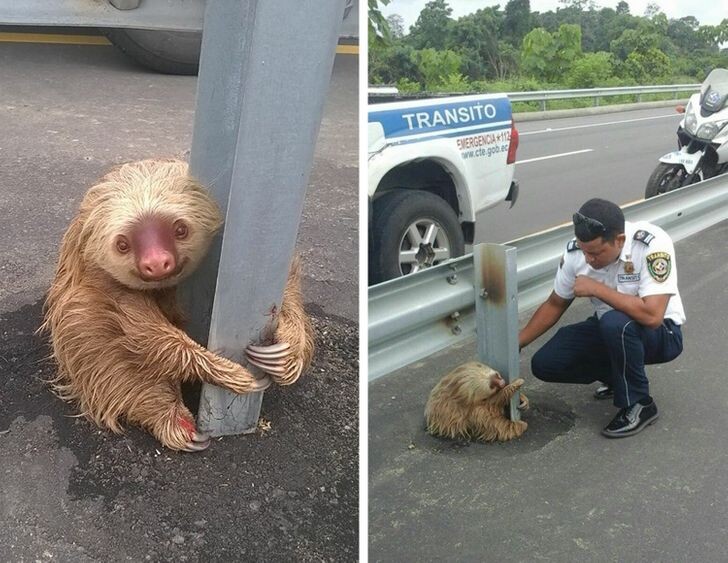 © Comisión de Tránsito del Ecuador 