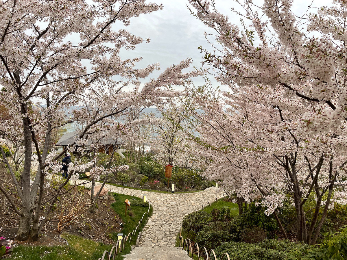 Цветущая Сакура в Японском Саду "Шесть Чувств"