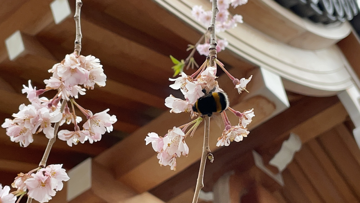 Японский Сад "Шесть Чувств"