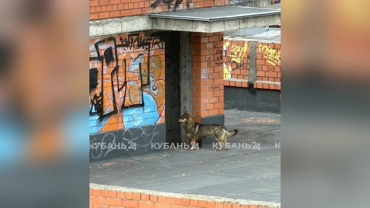    Фото "Кубань 24"