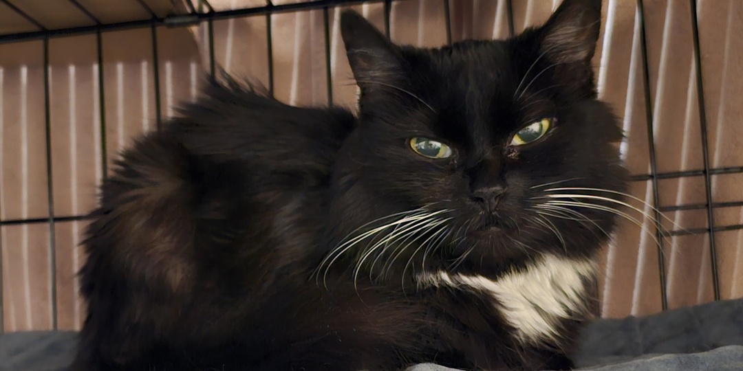 Помогите спасти. Кошку. СОС!