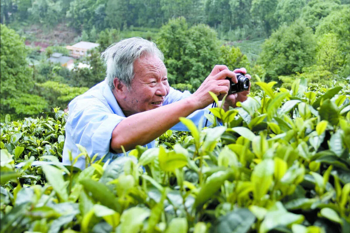 Сяо Шиин фотографирует чай на чайном поле в декабре 2017 года.