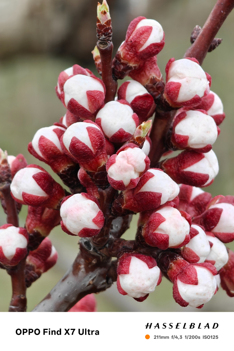 Фото автора. Цветение абрикоса в моем саду.