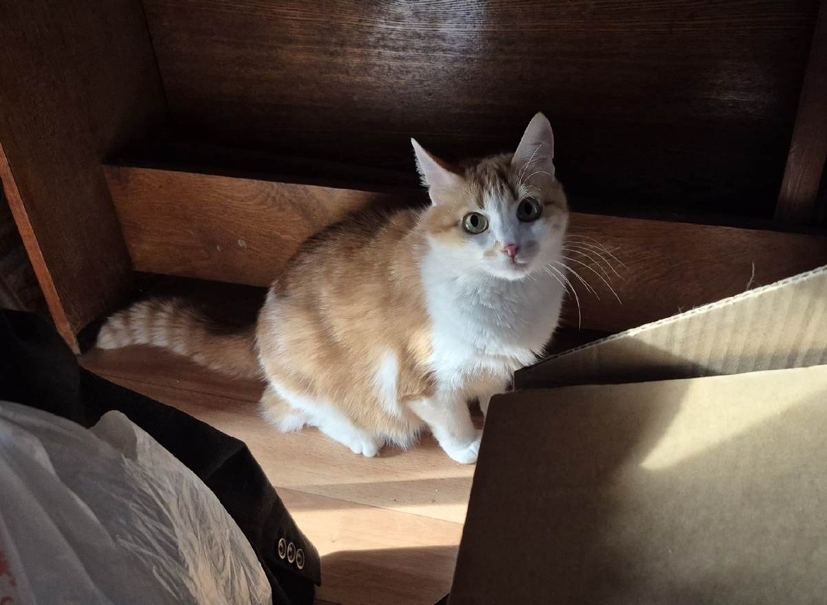 прячется от погони (меня)