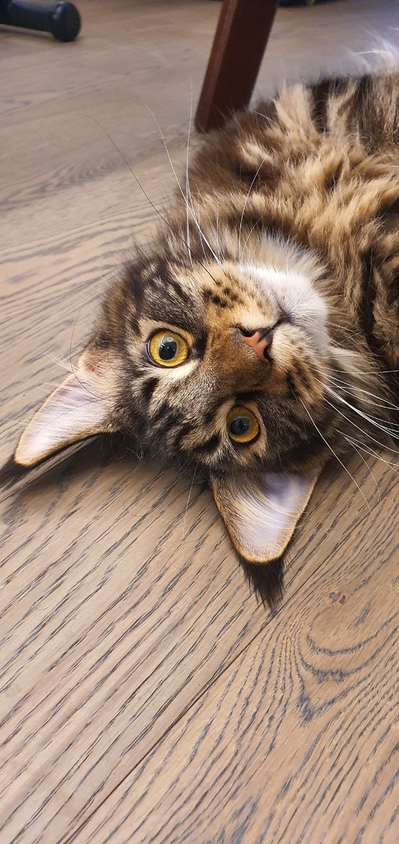 Это Лукас. Тут ему года 2, ещё нет сурового взгляда и уже есть повышенная пушистость