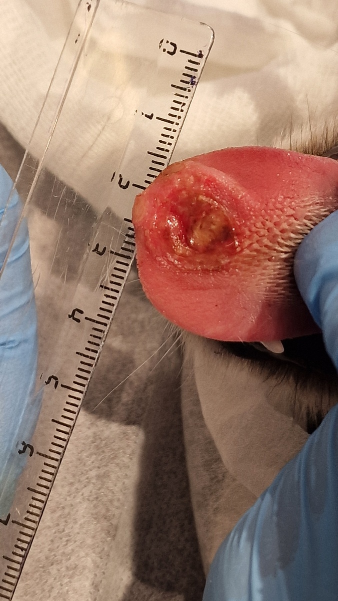 Это размер удалённого образования. Первого. Ещё есть второе, на корне  