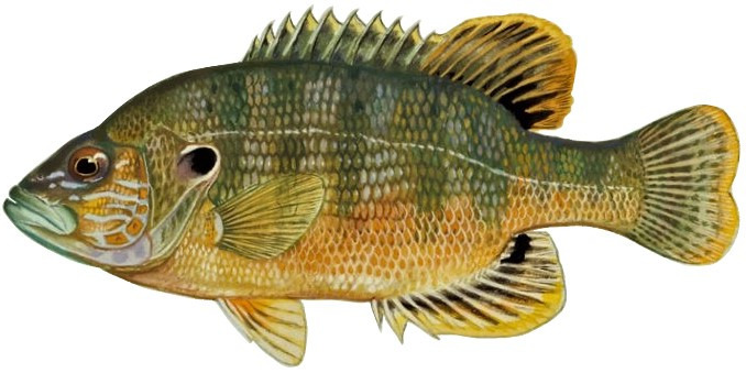 Lepomis cyanellus