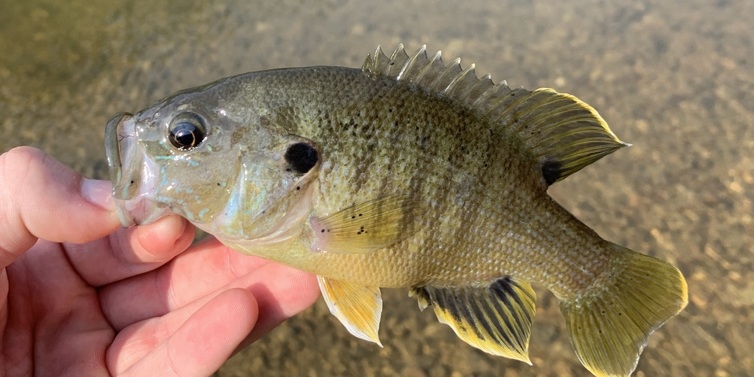 Солнечный окунь зелёный (Lepomis cyanellus) или Green sunfish
