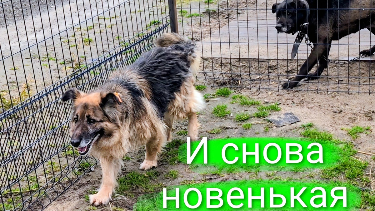 Новенькая и Маша